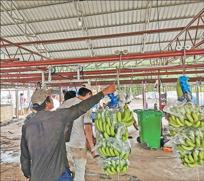 柬中拓展農產品貿易空間巨大 第一現場